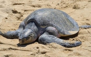 スカマデ イジェン ブロモ セウ滝